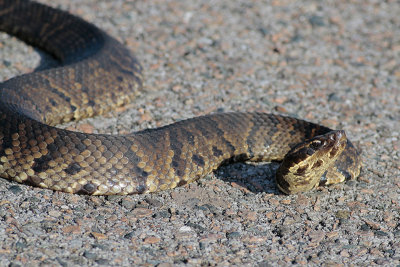 Cottonmouth
