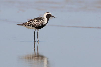 Black-bellied Plover