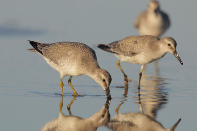 Red Knot