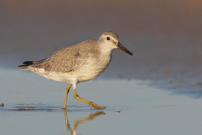 Red Knot