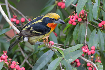 Gilded Barbet