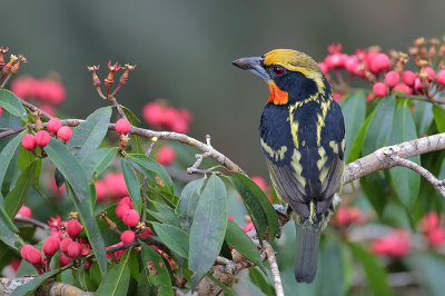 Gilded Barbet