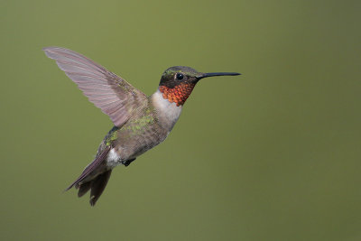 Ruby-throated Hummingbird