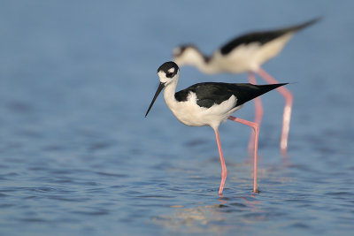 Black-necked Stilt