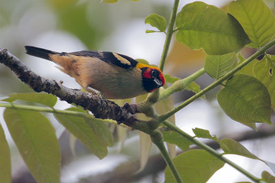 Flame-faced Tanager