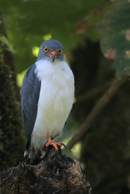 Semiplumbeous Hawk