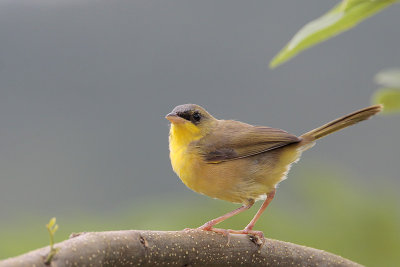 Gray-crowned Yellowthroat