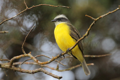 Social Flycatcher