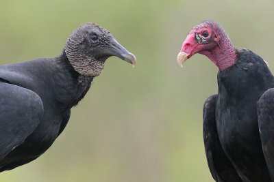 Black Vulture and Turkey Vulture