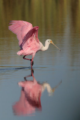 Roseate Spoonbill