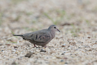 Common Ground Dove