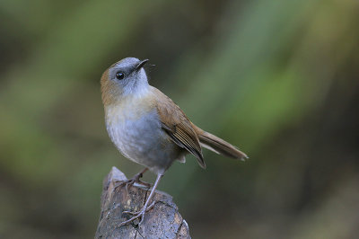 Black-billed Nightingale-Thrush