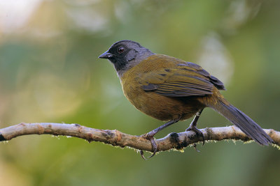 Large-footed Finch