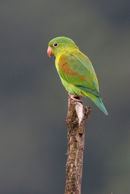 Orange-chinned Parakeet