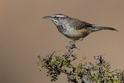 Cactus Wren