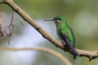 Green-crowned Brilliant