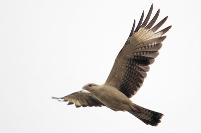 Yellow-headed Caracara