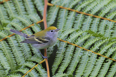 Chestnut-sided Warbler