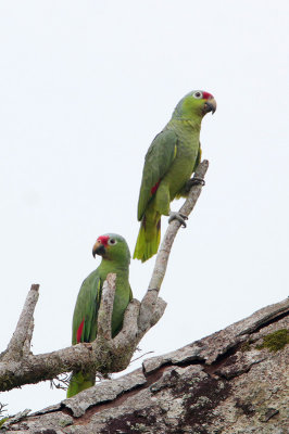 Red-lored Parrot