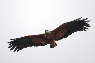 Black-collared Hawk