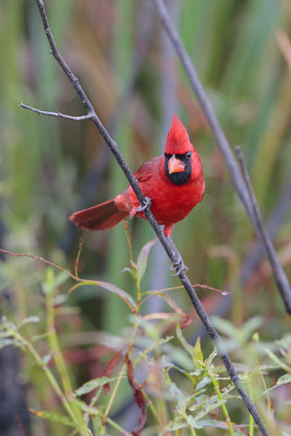 Northern Cardinal