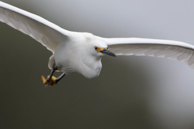 Snowy Egret