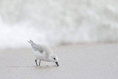 Sanderling