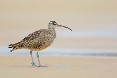 Whimbrel