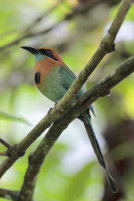 Broad-billed Motmot