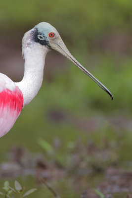 Roseate Spoonbill