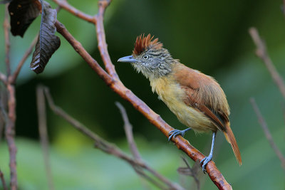 Barred Antshrike