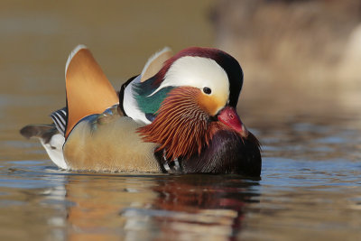 Mandarin Duck