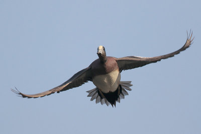 American Wigeon