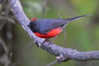 Slate-throated Redstart