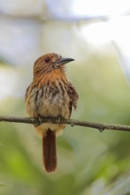 White-whiskered Puffbird