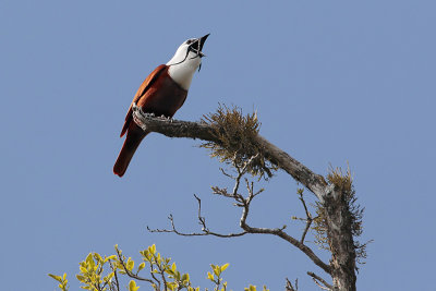 Three-wattled Bellbird