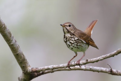 Hermit Thrush