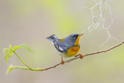 Northern Parula