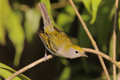 Chestnut-sided Warbler