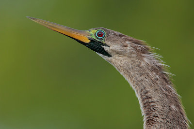 Anhinga