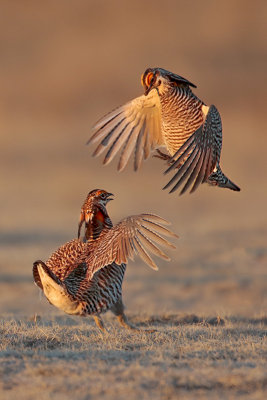 Greater Prairie Chicken