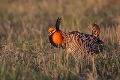 Greater Prairie Chicken