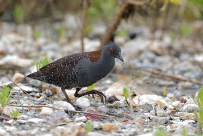 Black Rail