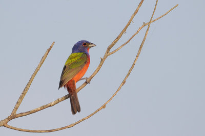 Painted Bunting