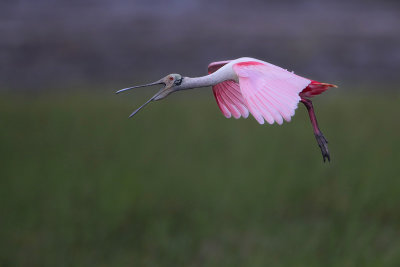 Roseate Spoonbill