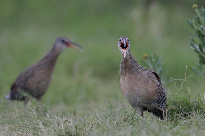 Clapper Rail