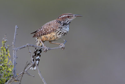 Cactus Wren