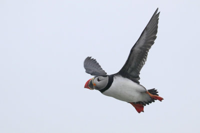 Atlantic Puffin