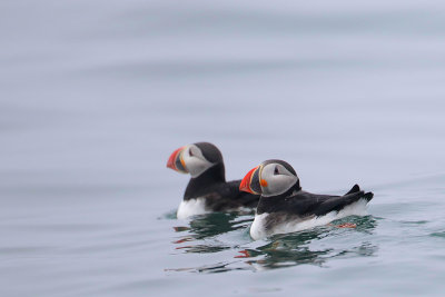 Atlantic Puffin