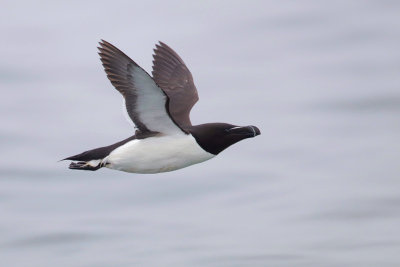 Razorbill